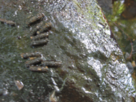 &copy; Zierfischfreunde Immenhausen-Holzhausen